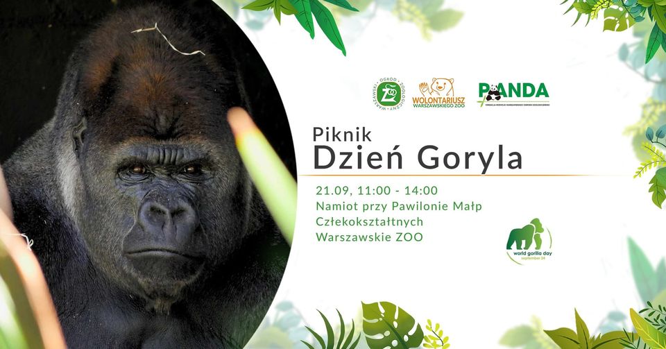 Dzień Goryla w Warszawskim ZOO - PIKNIK