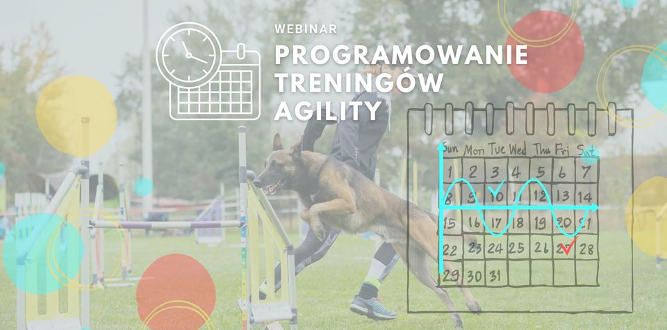 Programowanie treningów agility - webinar