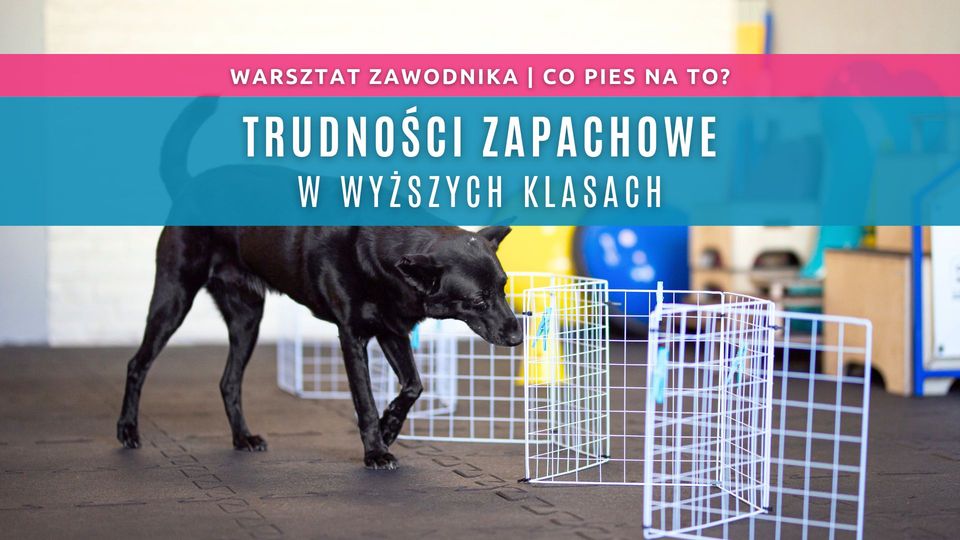 Nosework: Warsztat zawodnika - Trudności zapachowe w wyższych klasach