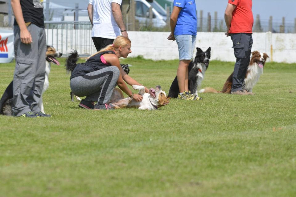 Dream Dog grupowy trening Obedience - praca równoległa