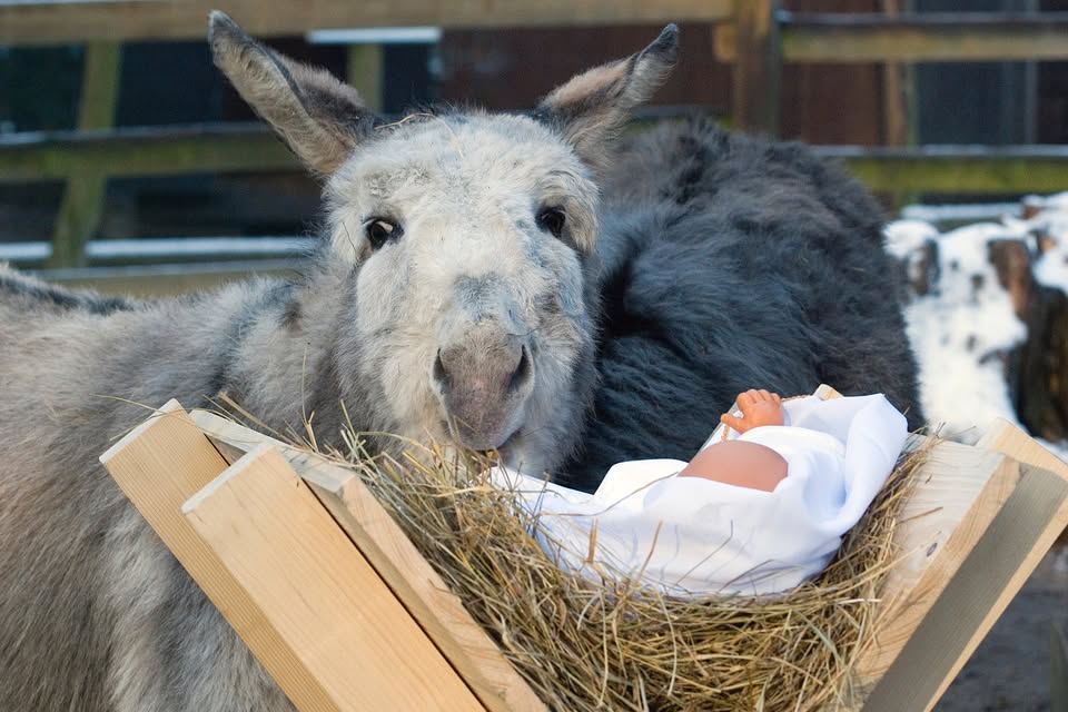 Żywa Szopka w krakowskim ZOO