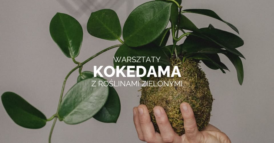 Warsztaty 'Kokedama z Roślinami Zielonymi' – Ożyw Swoją Przestrzeń w JK Studio